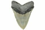 Serrated, Fossil Megalodon Tooth - North Carolina #294709-1